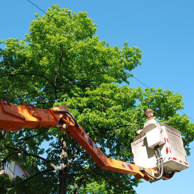 Tree Services in West Palm Beach FL & Surrounding Areas