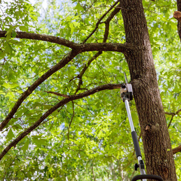Tree Services in West Palm Beach FL & Surrounding Areas