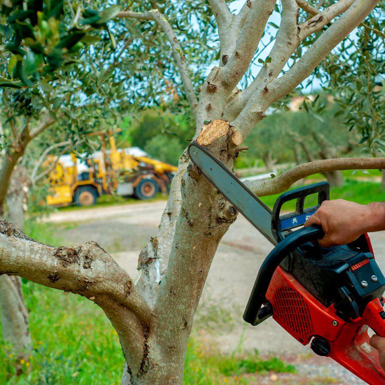 Tree Services in West Palm Beach FL & Surrounding Areas Tree Services in West Palm Beach FL & Surrounding Areas