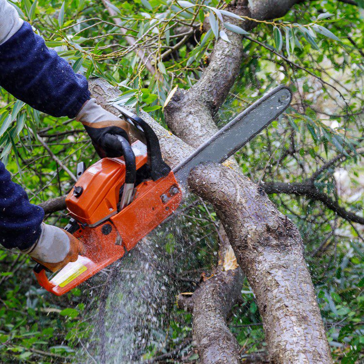 Tree Services in West Palm Beach FL & Surrounding Areas