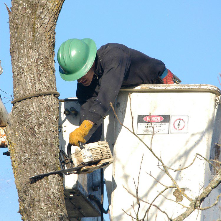 Tree Services in West Palm Beach FL & Surrounding Areas Tree Services in West Palm Beach FL & Surrounding Areas
