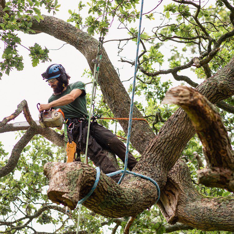 Tree Services in West Palm Beach FL & Surrounding Areas