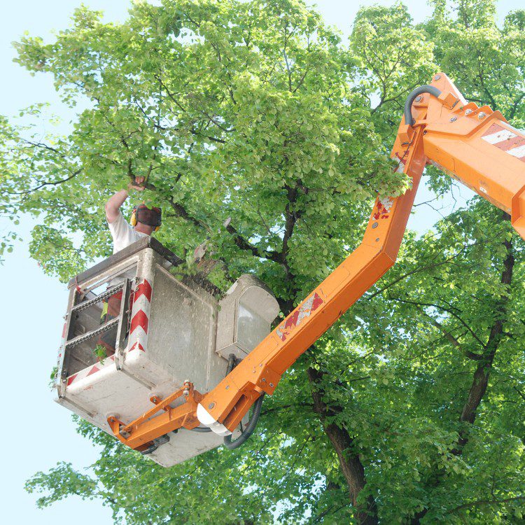 Tree Services in West Palm Beach FL & Surrounding Areas Tree Services in West Palm Beach FL & Surrounding Areas