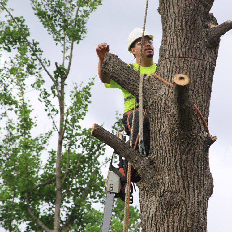 Tree Services in West Palm Beach FL & Surrounding Areas